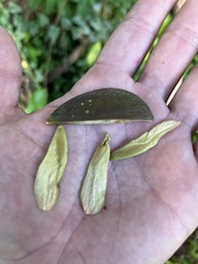 Hippocratea volubilis