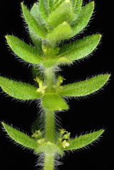 Cruciata pedemontana