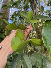 Hippocratea volubilis