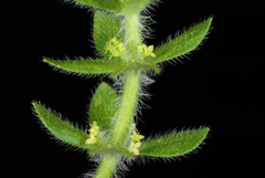 Cruciata pedemontana