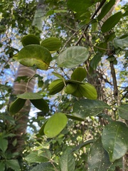 Hippocratea volubilis