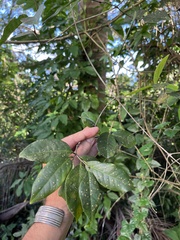 Hippocratea volubilis