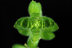 Cruciata pedemontana