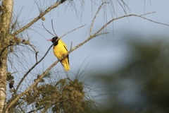 Oriolus xanthornus