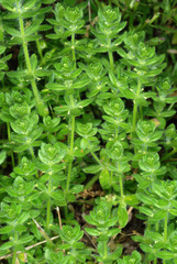 Cruciata pedemontana