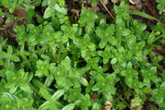 Cruciata pedemontana