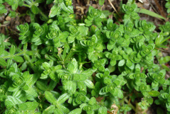Cruciata pedemontana