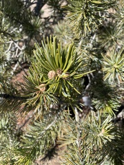 Pinus cembroides bicolor