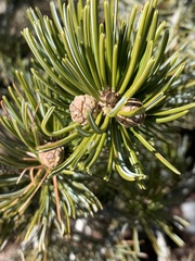 Pinus cembroides bicolor