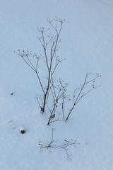 Pastinaca sativa sylvestris