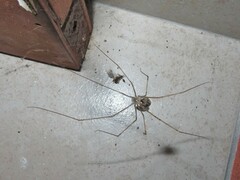 Physocyclus globosus