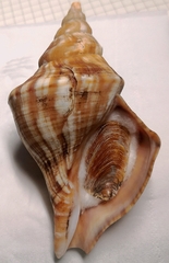 Neptunea subdilatata