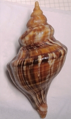 Neptunea subdilatata