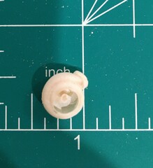 Daedalochila uvulifera