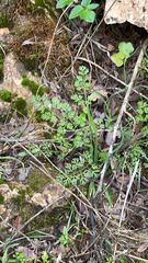 Scandix pecten-veneris