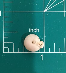 Daedalochila uvulifera