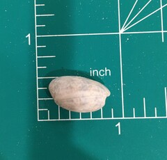 Bulla occidentalis