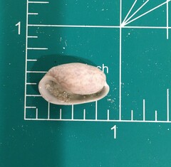 Bulla occidentalis