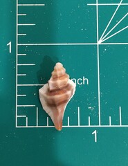 Eupleura sulcidentata