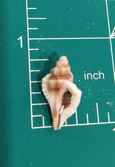 Eupleura sulcidentata