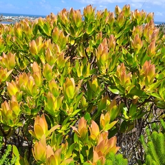 Leucadendron gandogeri