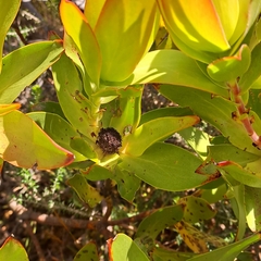 Leucadendron gandogeri