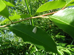 Tortrix viridana