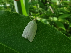 Tortrix viridana