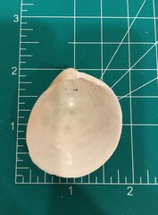 Laevicardium serratum