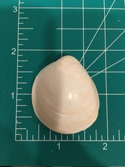 Laevicardium serratum