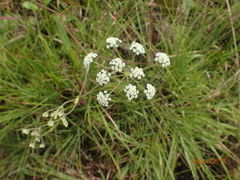 Pimpinella caffra