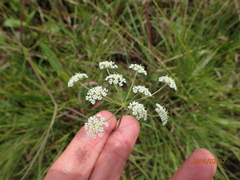 Pimpinella caffra