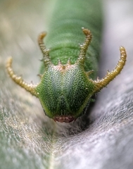 Polyura schreiber tisamenus