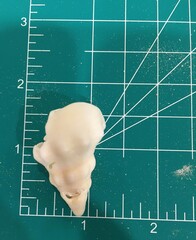 Triplofusus giganteus