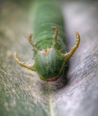 Polyura schreiber tisamenus