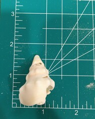 Triplofusus giganteus