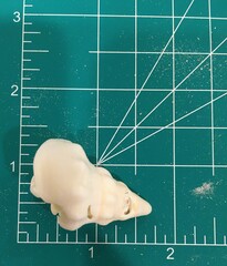 Triplofusus giganteus