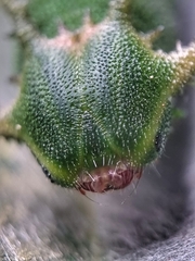 Polyura schreiber tisamenus