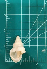 Triplofusus giganteus