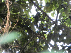 Eupsittula nana nana