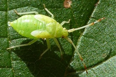 Pantilius tunicatus