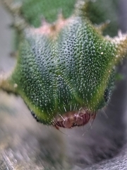Polyura schreiber tisamenus