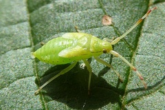 Pantilius tunicatus