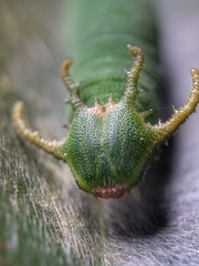 Polyura schreiber tisamenus