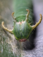 Polyura schreiber tisamenus