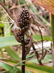 Dianella tasmanica