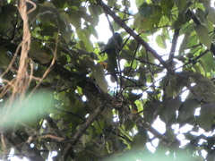 Eupsittula nana nana