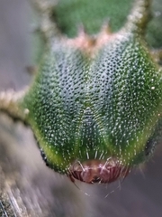 Polyura schreiber tisamenus