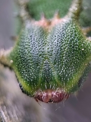 Polyura schreiber tisamenus
