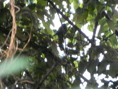 Eupsittula nana nana